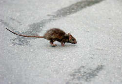 Глувци излегуваат од шахти, шетаат по тротоари, паркови, а се појавуваат дури и во станови на повисоките катови